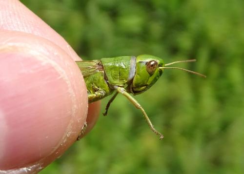 Réf. 326 151 : Pseudochorthippus parallelus parallelus